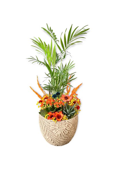 chamaedorea sukulent gönder