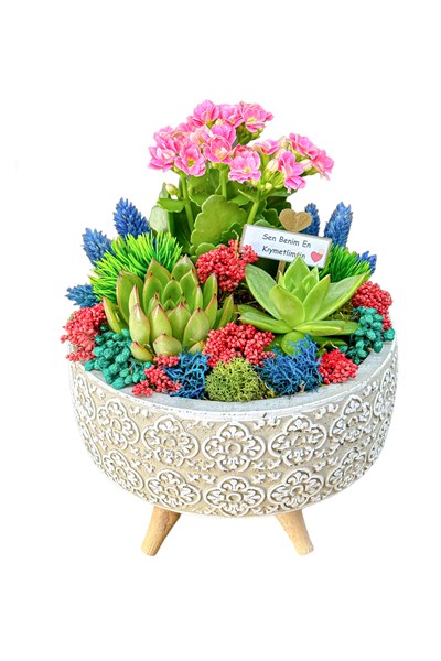 sukulent aranjmanı gönder