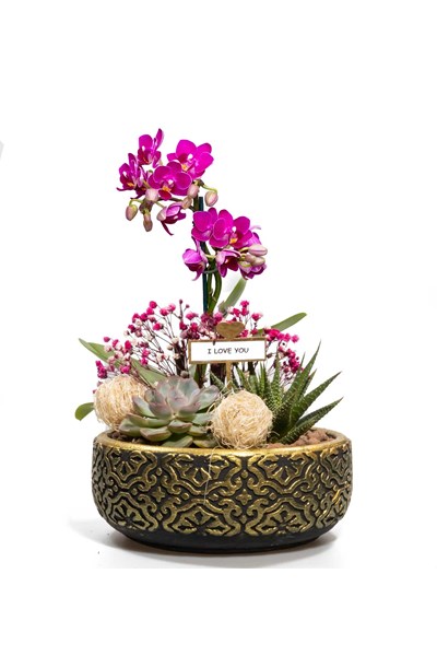 mini orkide sukulent