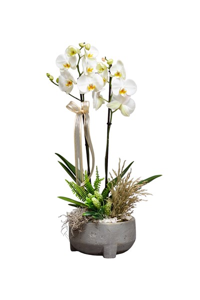 orkide siparişi orkide gönder