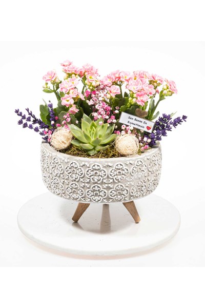 sukulent aranjmanı gönder