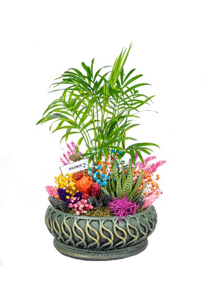 chamaedorea sukulent gönder