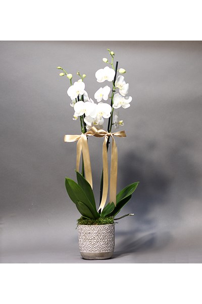 beyaz orkide gönder