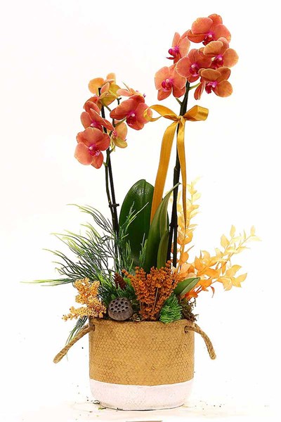 beyaz orkide gönder