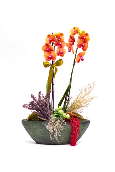 orkide siparişi orkide gönder