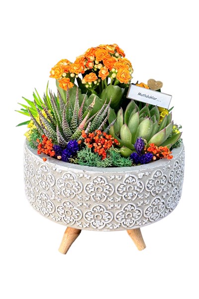 sukulent aranjmanı gönder