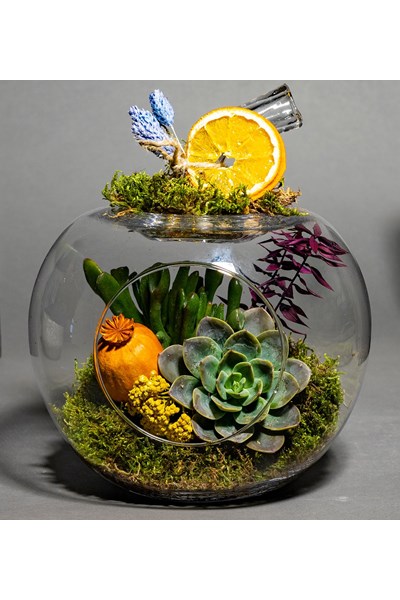 teraryum sukulent gönder